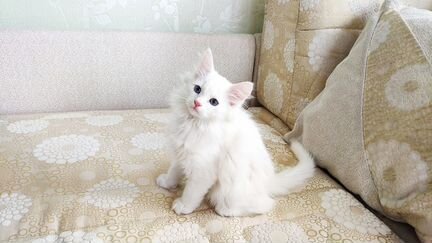 Продается сибирский котенок
