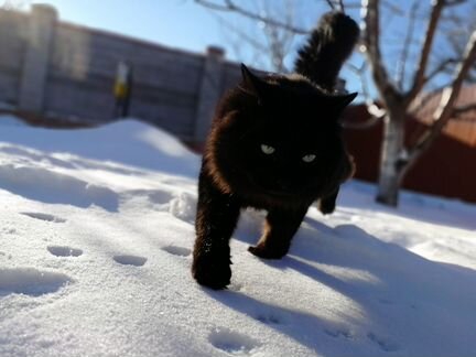 Сибирский кот вязка