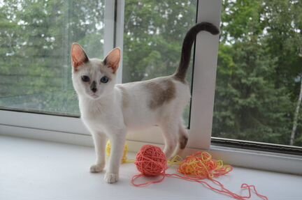 Метис тайской кошки, девочка, 3 месяца в дар