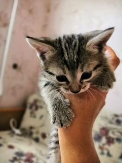 Котята в добрые руки бесплатно турецкая ангора