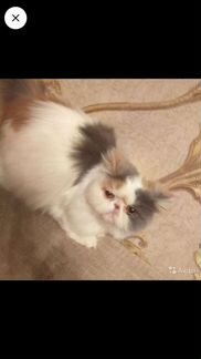 Продам персидскую кошку