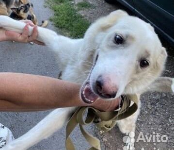 Девочка Юта в добрые руки