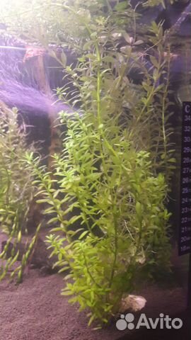 Аквариумные растения, растения в аквариум, улитки