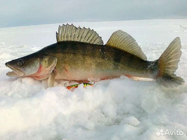 Живая рыба карась щука лещ плотва окунь