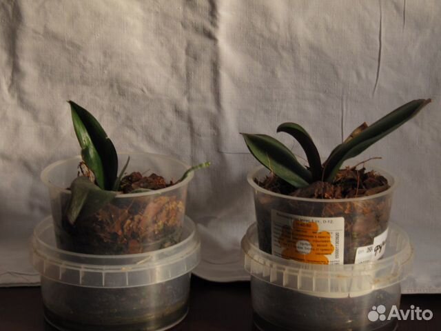 Орхидея фаленопсис и дендробиум