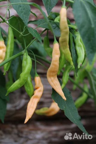 Семена острого перца