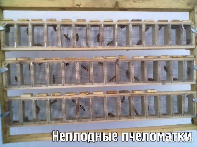 Пчеломатки Карпатской породы купить на Зозу.ру - фотография № 1