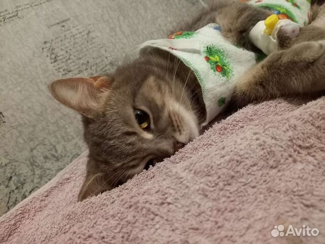 Вызов ветеринарного врача на дом