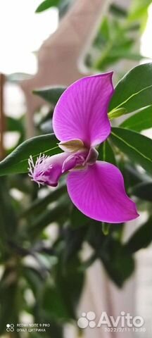 Красивоцветущие, экотические растения