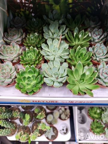 Кактусы и суккуленты опт