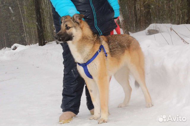 Лайка метис щенок Харви