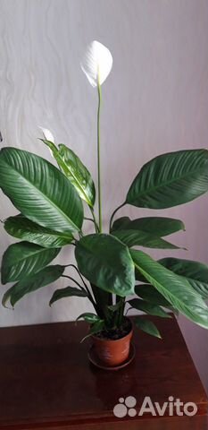 Спатифиллум