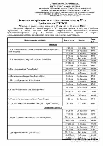 Пихта сибирская (окс) саженцы на доращивание