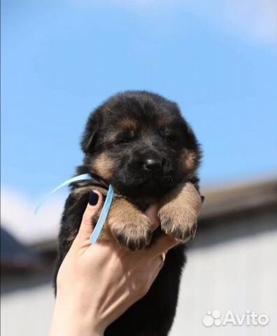 Немецкая овчарка щенки