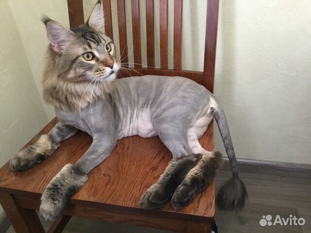Авито стрижка кошек Авито стрижка кошек