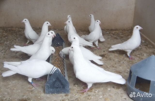 Белые спортивные голуби купить на Зозу.ру - фотография № 1