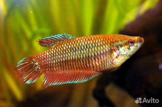 Петушок самка