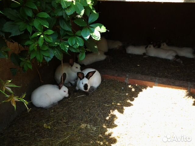 Кролики калифорнийской породы купить на Зозу.ру - фотография № 4