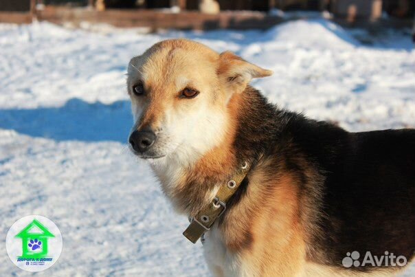 Очень преданная и любящая собака в дом, стерильна купить на Зозу.ру - фотография № 4