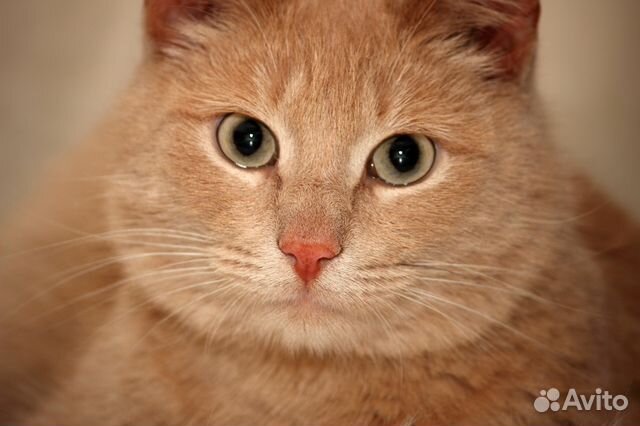 Персиковый Кот Фото