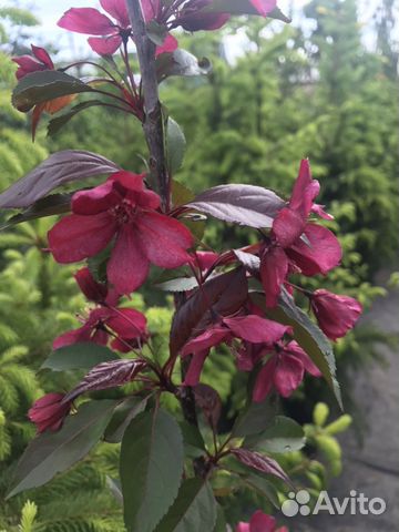 Яблоня декоративная Роялти и Рудольф