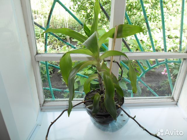 Комнатное растение