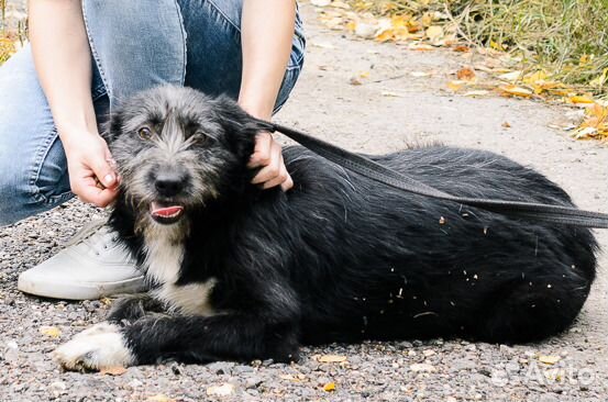 Небольшая стерилизованная собачка купить на Зозу.ру - фотография № 1