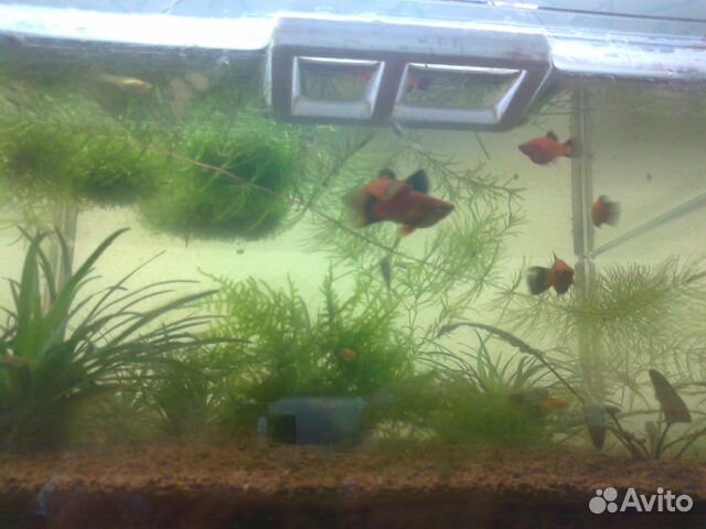 Растения аквариумное, рыбки купить на Зозу.ру - фотография № 3