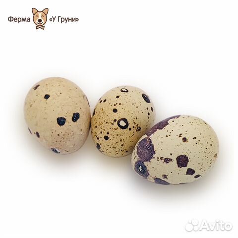 Инкубационные яйца Эстонских перепелов и Фараонов купить на Зозу.ру - фотография № 2