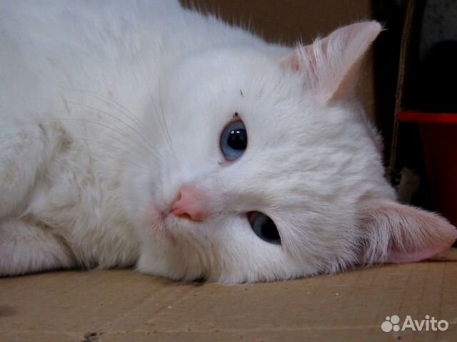 Снежок - самый ласковый котик в самые добрые руки купить на Зозу.ру - фотография № 2