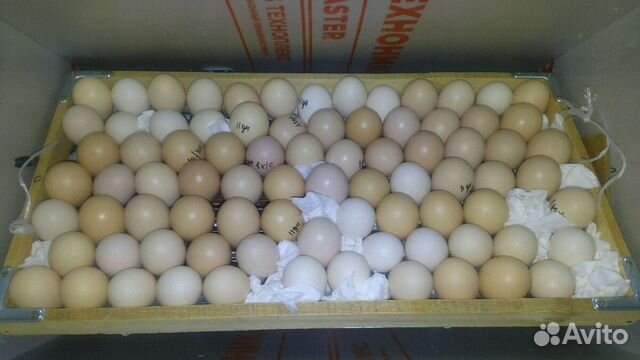 Инкубационное яйцо кур мясояичного направления купить на Зозу.ру - фотография № 2