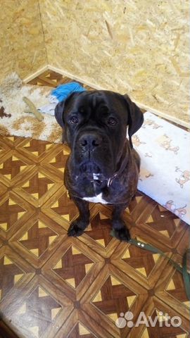 Гостиница для собак г.Пермь