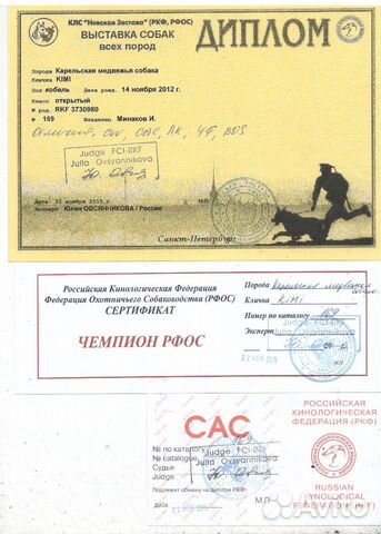 Карельская медвежья собака (кобель) купить на Зозу.ру - фотография № 9