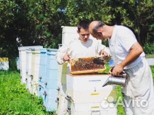 Пчёлы, пчелопакеты, пчеломатки купить на Зозу.ру - фотография № 7