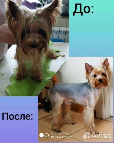 Стрижка собак и кошек с выездом на дом Стрижка собак и кошек с выездом на дом