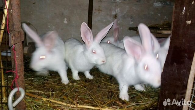 Кролики мясных пород купить на Зозу.ру - фотография № 4