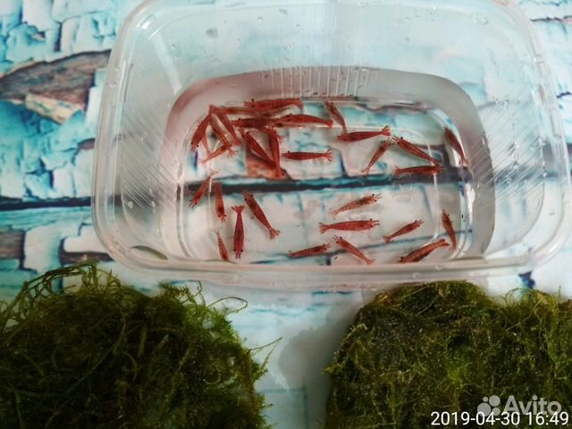 Креветки cherry вишня,рыбки купить на Зозу.ру - фотография № 4