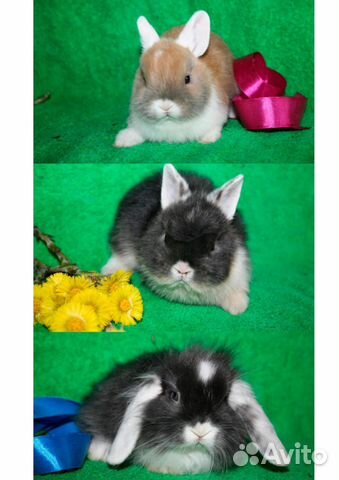 Карликовые кролики породистые купить на Зозу.ру - фотография № 1