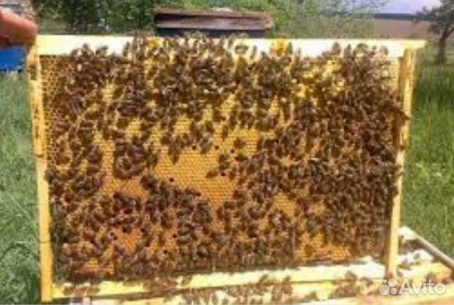 Продам пчелопакеты, семью пчел купить на Зозу.ру - фотография № 3