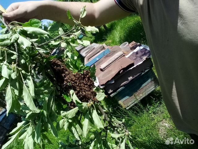 Продаю пчёлы купить на Зозу.ру - фотография № 4