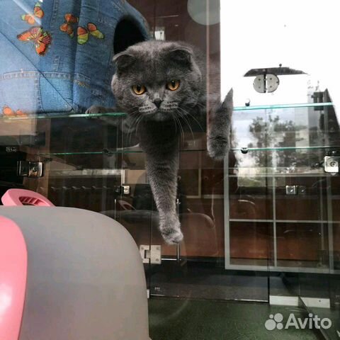 Гостиница для животных Booking Cat Гостиница для животных Booking Cat