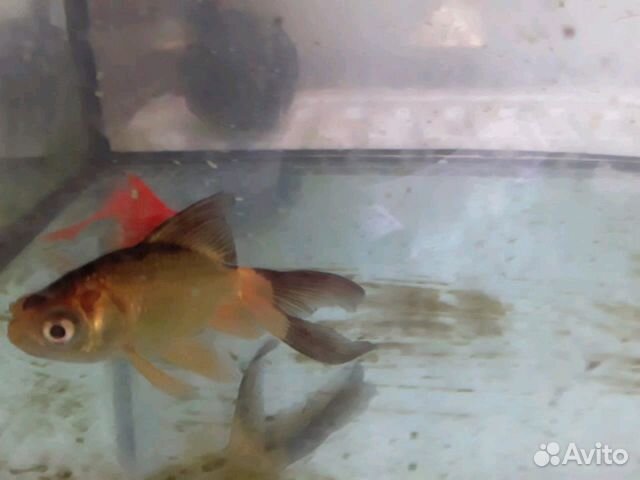 Золотые рыбки купить на Зозу.ру - фотография № 4