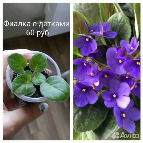 Фиалки сортовые,лист,детка Фиалки сортовые,лист,детка