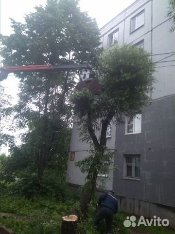 Спил деревье, вырубка кустарника