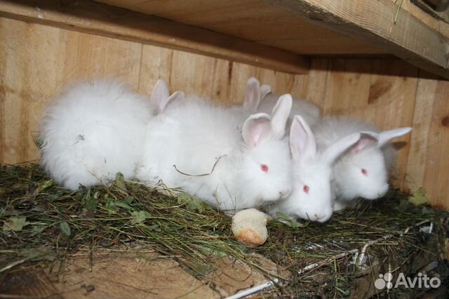 Пуховые кролики купить на Зозу.ру - фотография № 5