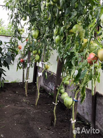 Продам картофель, морковь, свеклу, чеснок озимый