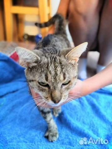 Ласковая стерилизованная кошечка Ласковая стерилизованная кошечка