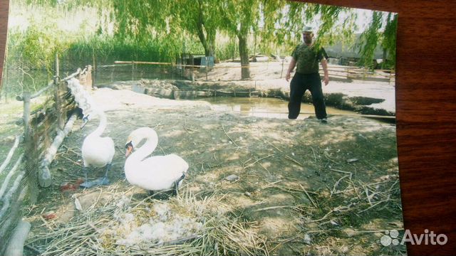 Лебедь, каюга карликовая изумрудная,кряква купить на Зозу.ру - фотография № 6