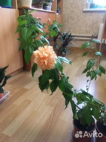 Гибискус