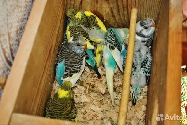 Продам разных попугаев купить на Зозу.ру - фотография № 6